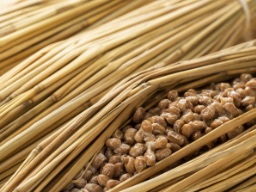 商品開発ストーリー